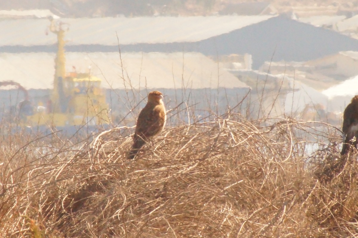 Chimango Caracara - Rodrigo Jorquera Gonzalez