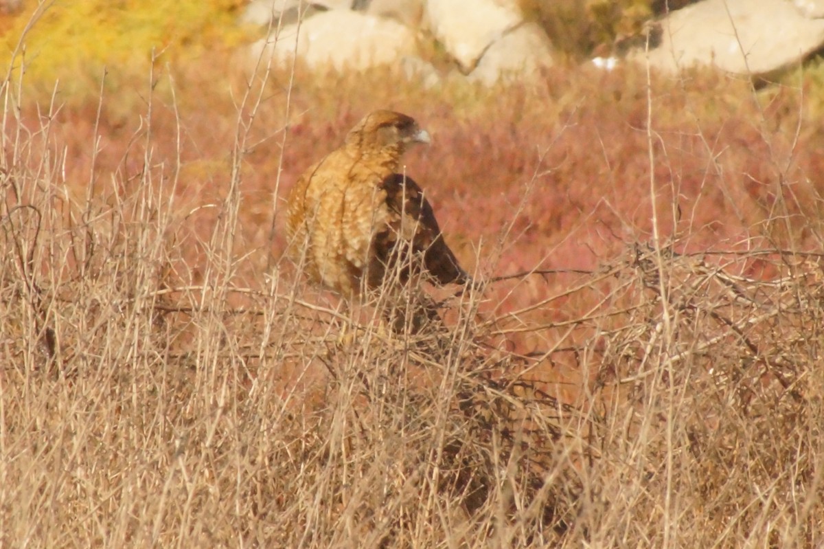 Chimango Caracara - Rodrigo Jorquera Gonzalez