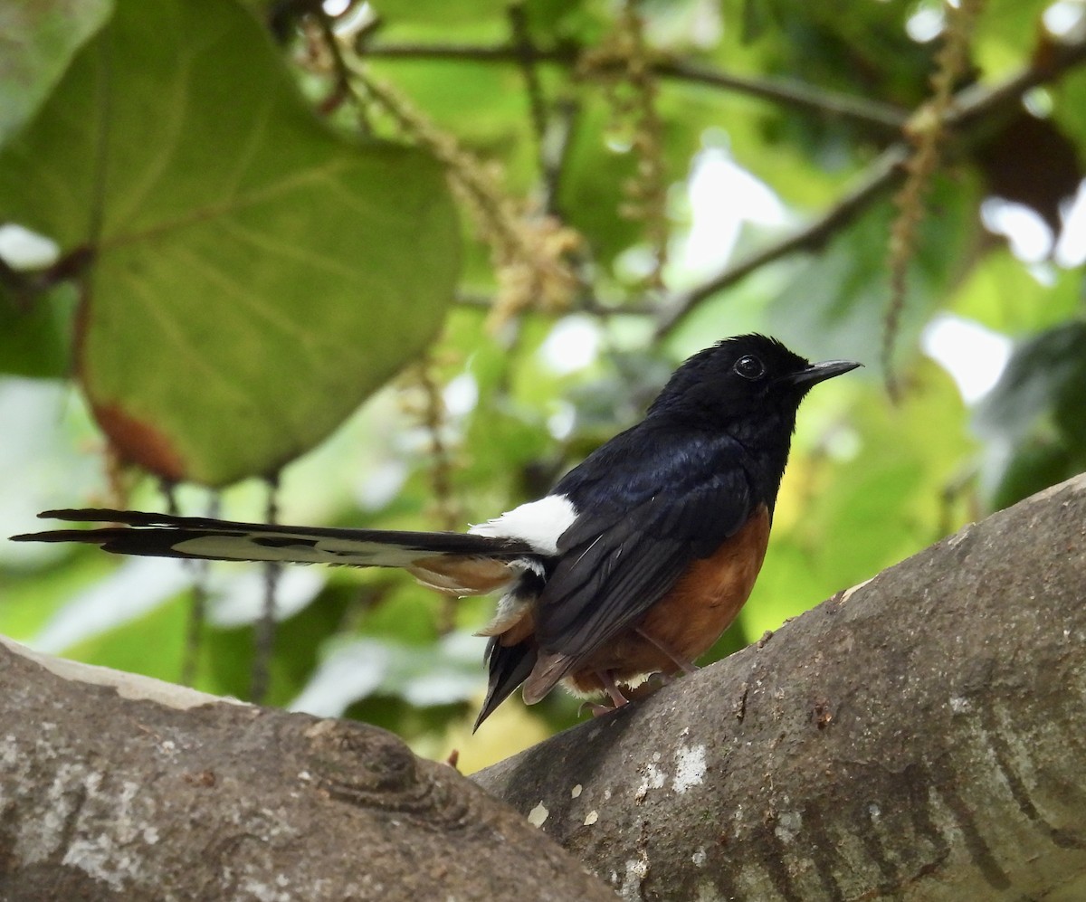 White-rumped Shama - Chris Parsons