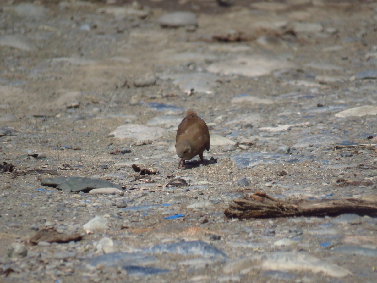 Ruddy Ground Dove - ML618873426