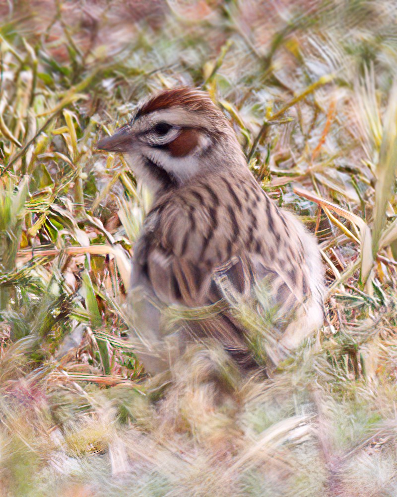 Lark Sparrow - Jonathan Dowell