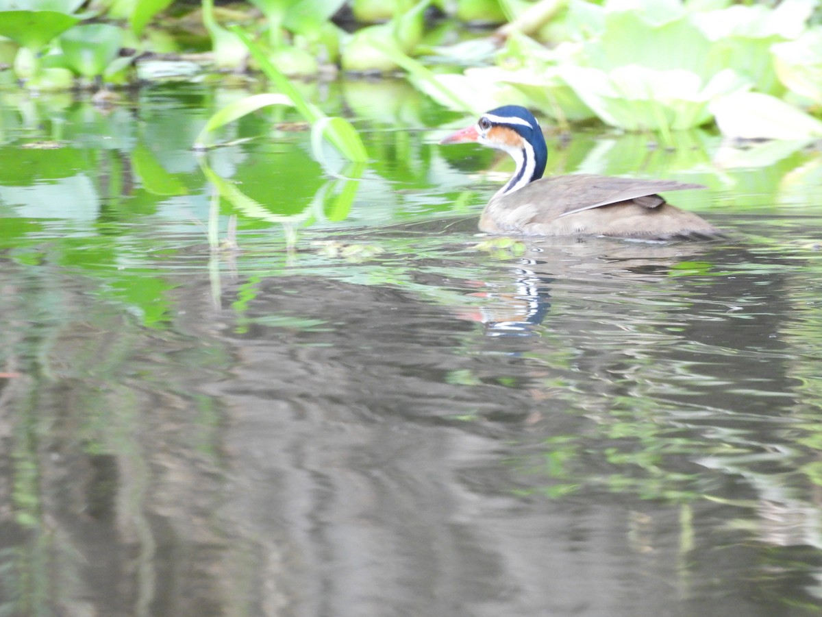 Sungrebe - Abbott Domínguez