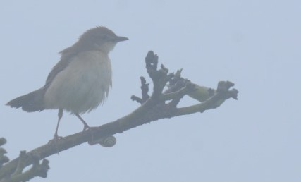 Broad-tailed Grassbird - Vinay Mishra