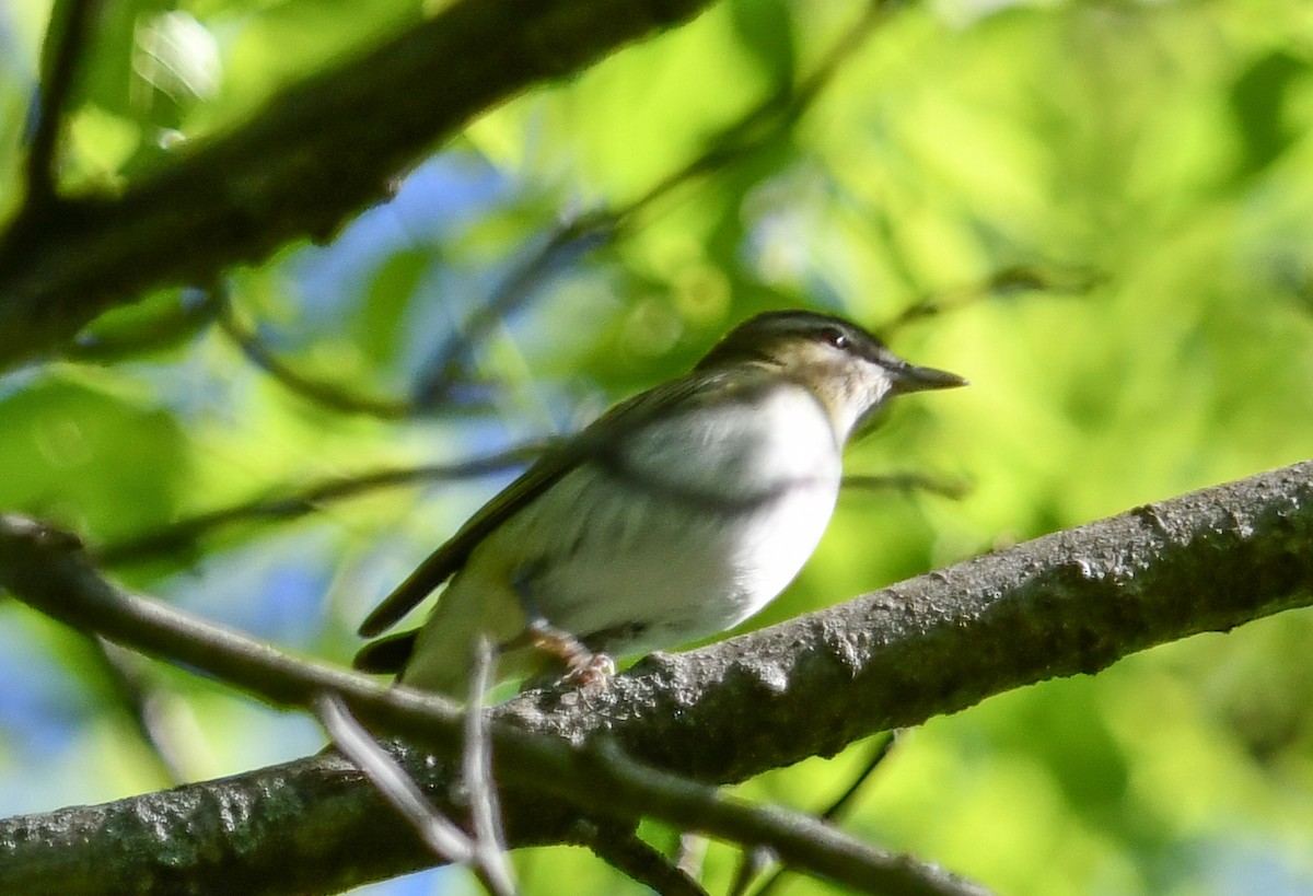 Red-eyed Vireo - Elaine Thomas