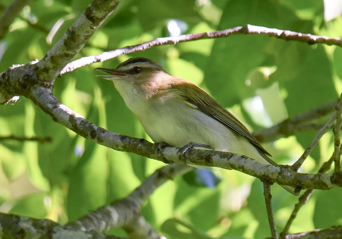 Red-eyed Vireo - Elaine Thomas