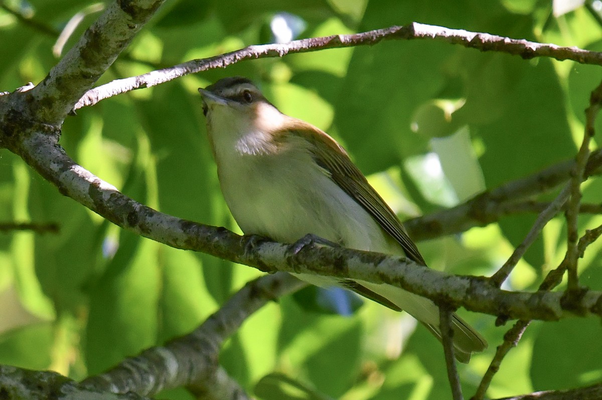 Red-eyed Vireo - Elaine Thomas