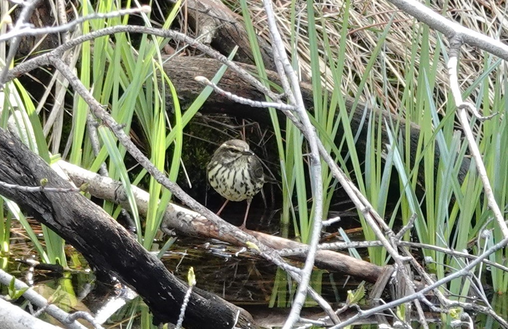 Northern Waterthrush - Dilka Murtazina