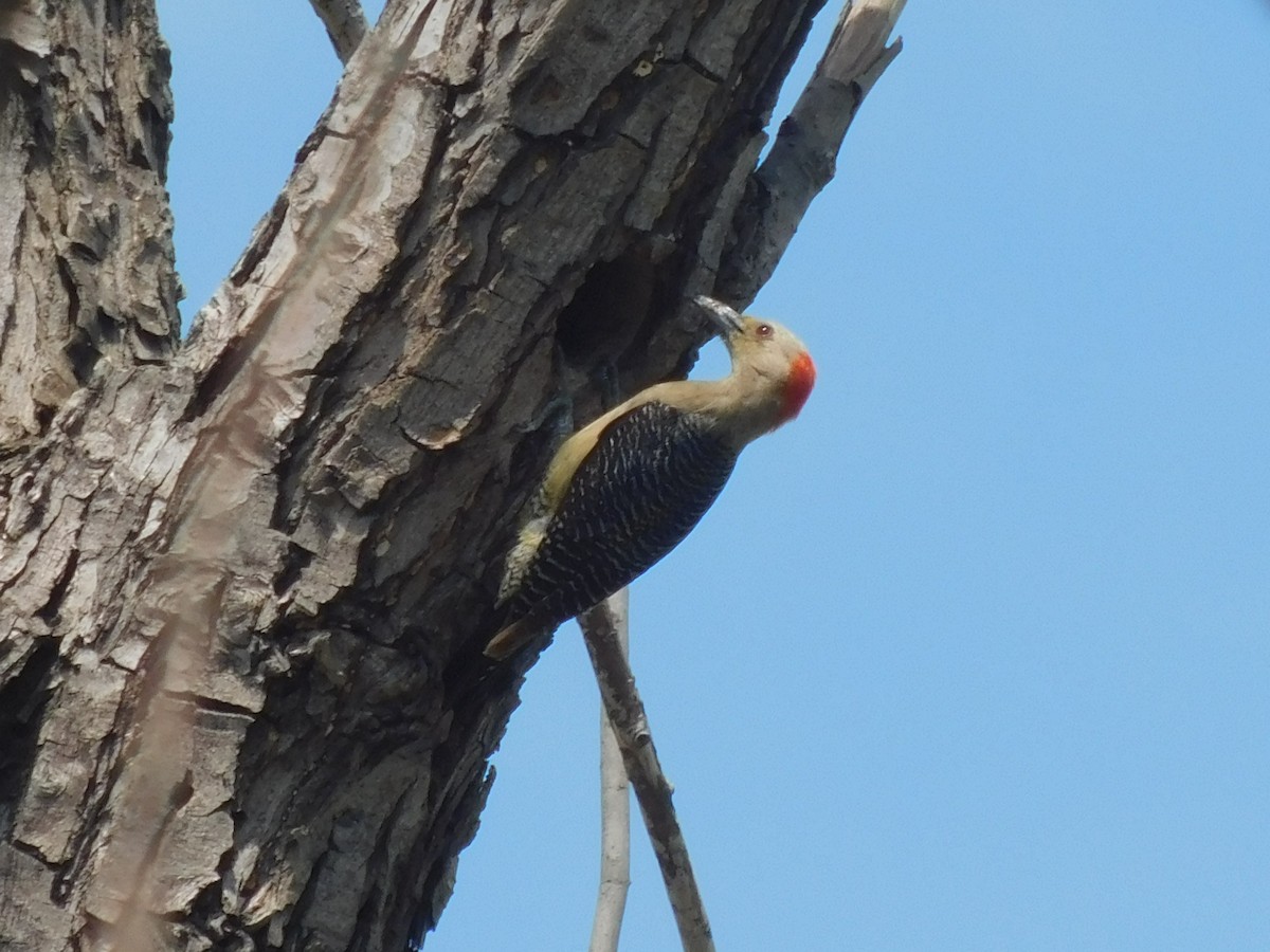 Golden-fronted Woodpecker - ML618873467