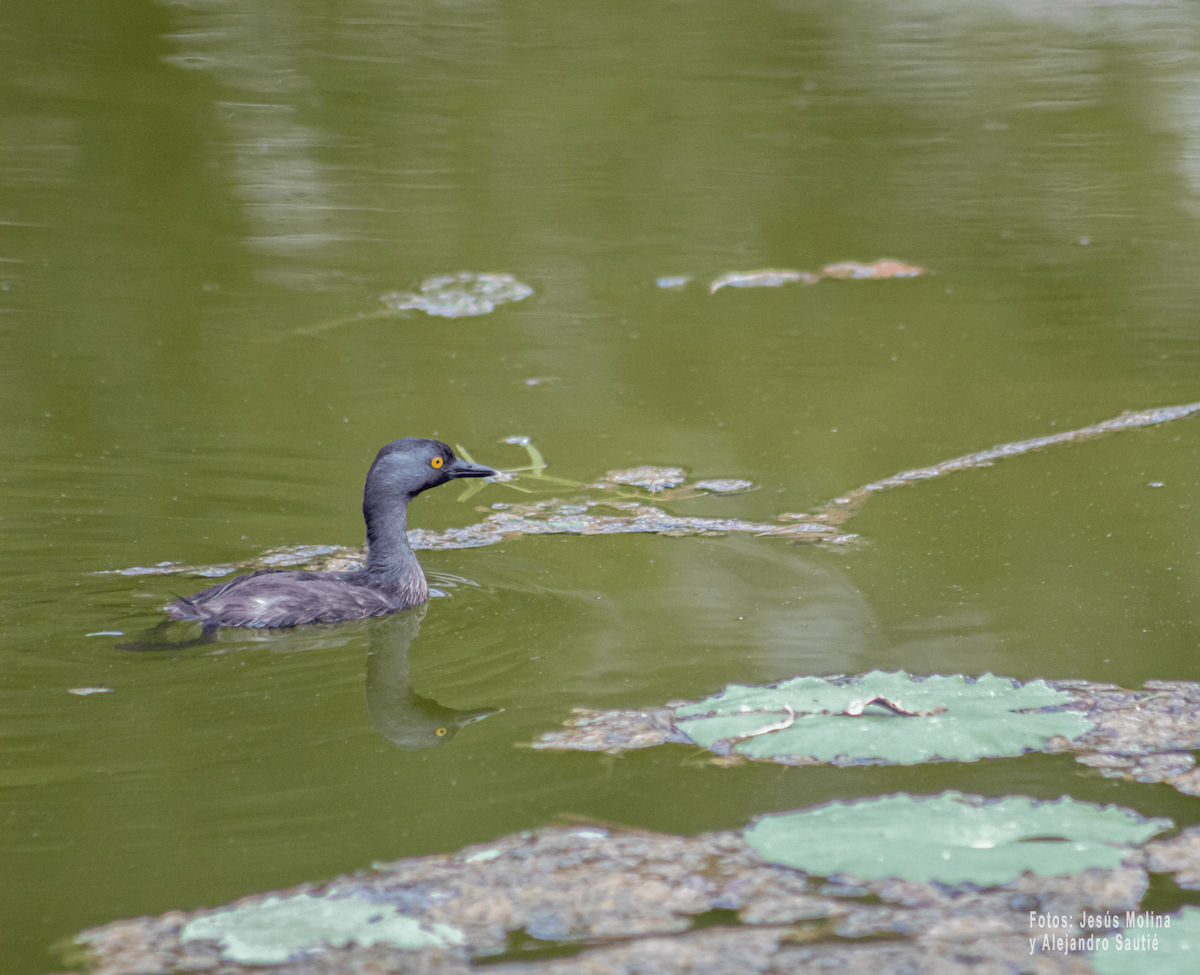 Least Grebe - Alejandro Sautié Viera