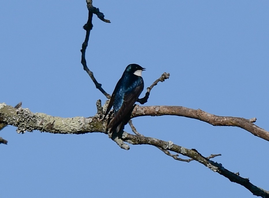 Tree Swallow - Elaine Thomas