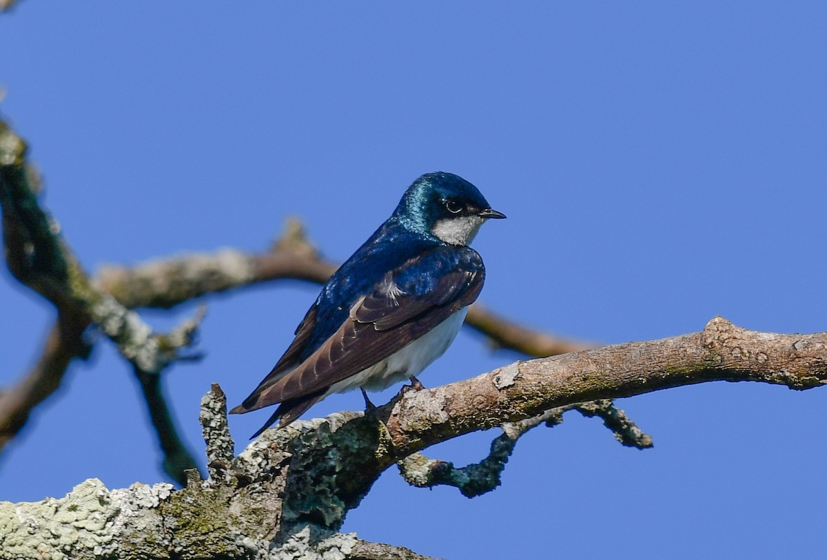 Tree Swallow - Elaine Thomas