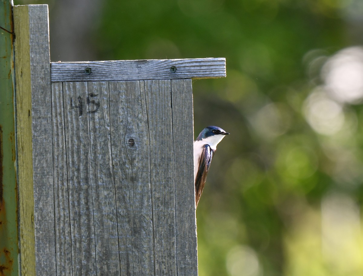 Tree Swallow - Elaine Thomas