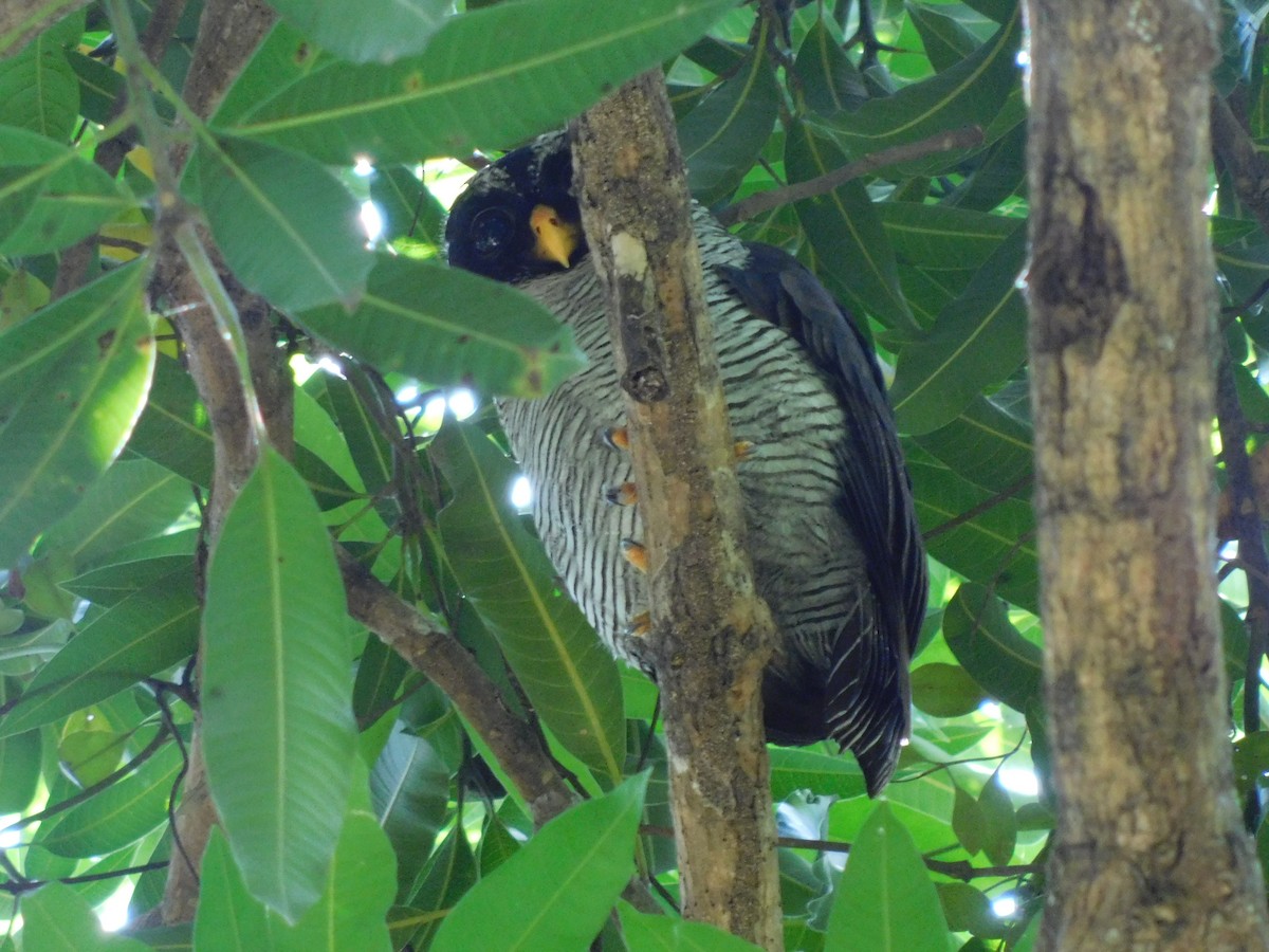 Black-and-white Owl - Cenaida Moncada