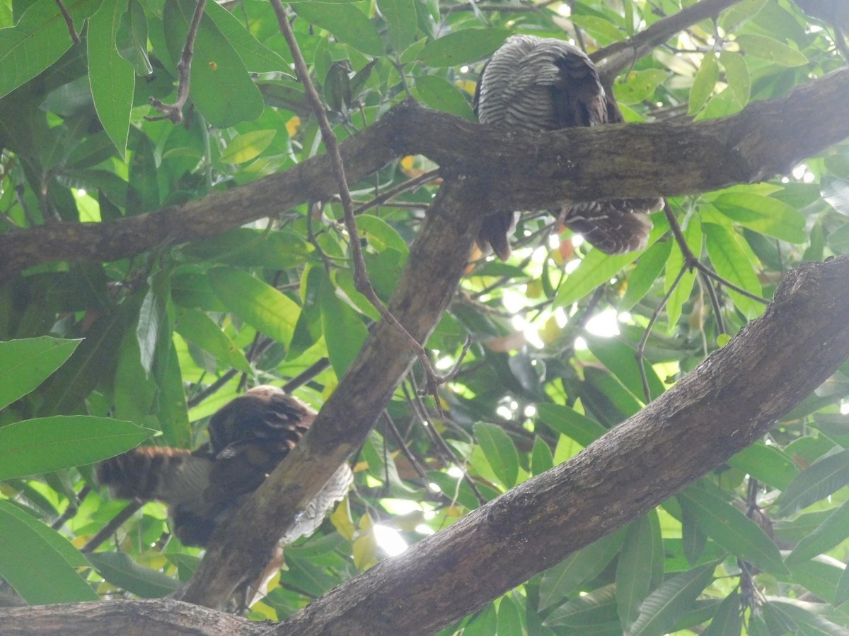 Black-and-white Owl - Cenaida Moncada