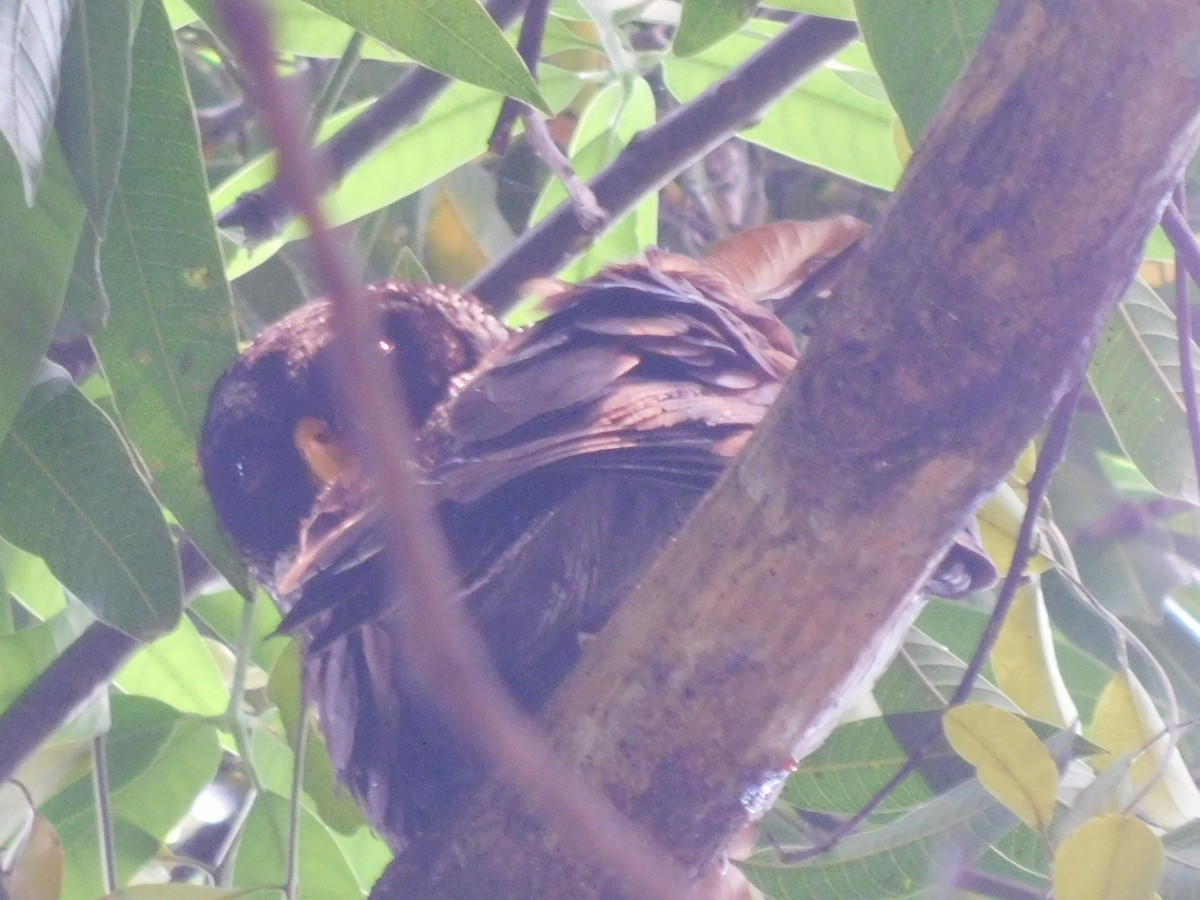 Black-and-white Owl - Cenaida Moncada