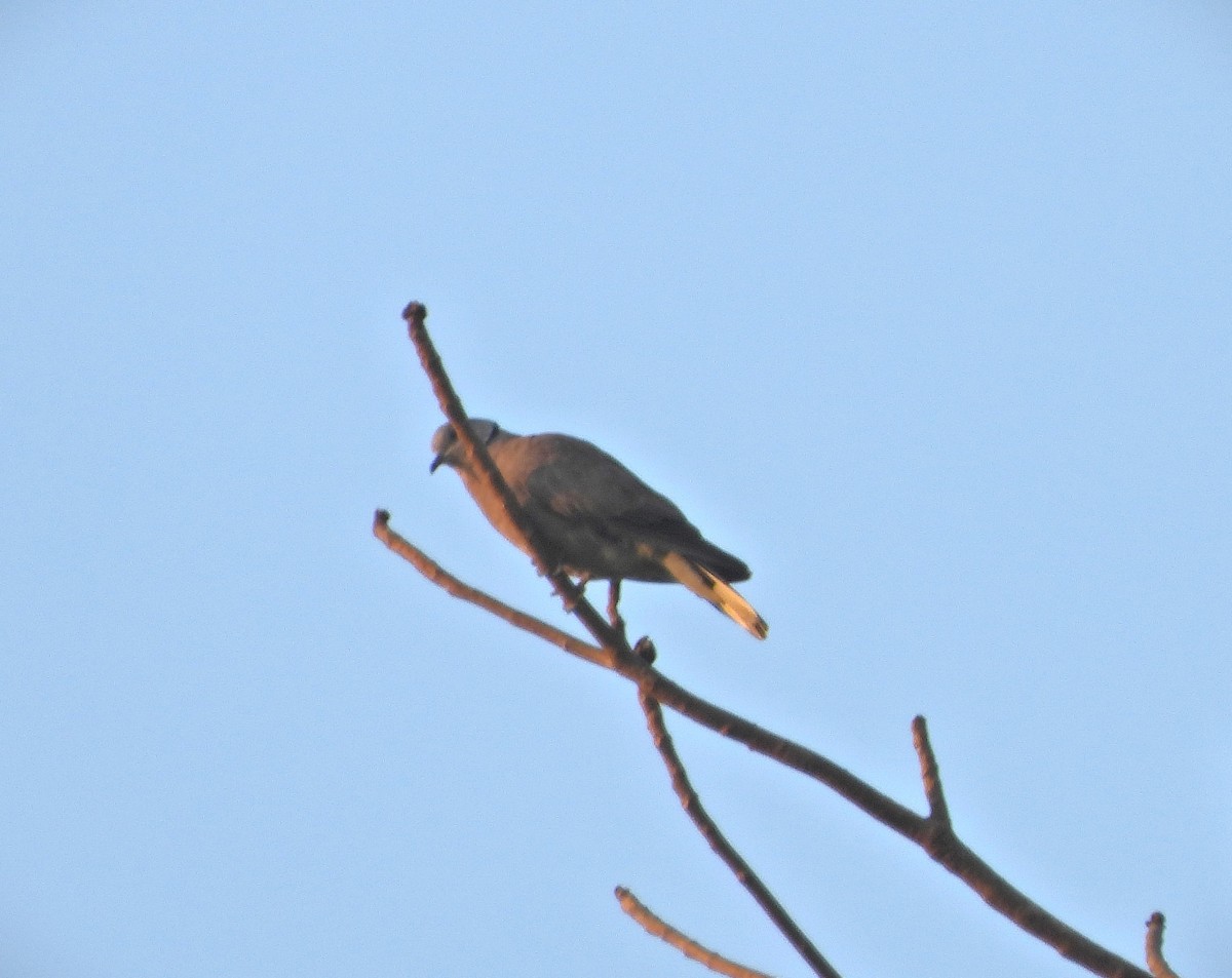 Red Collared-Dove - ML618873502