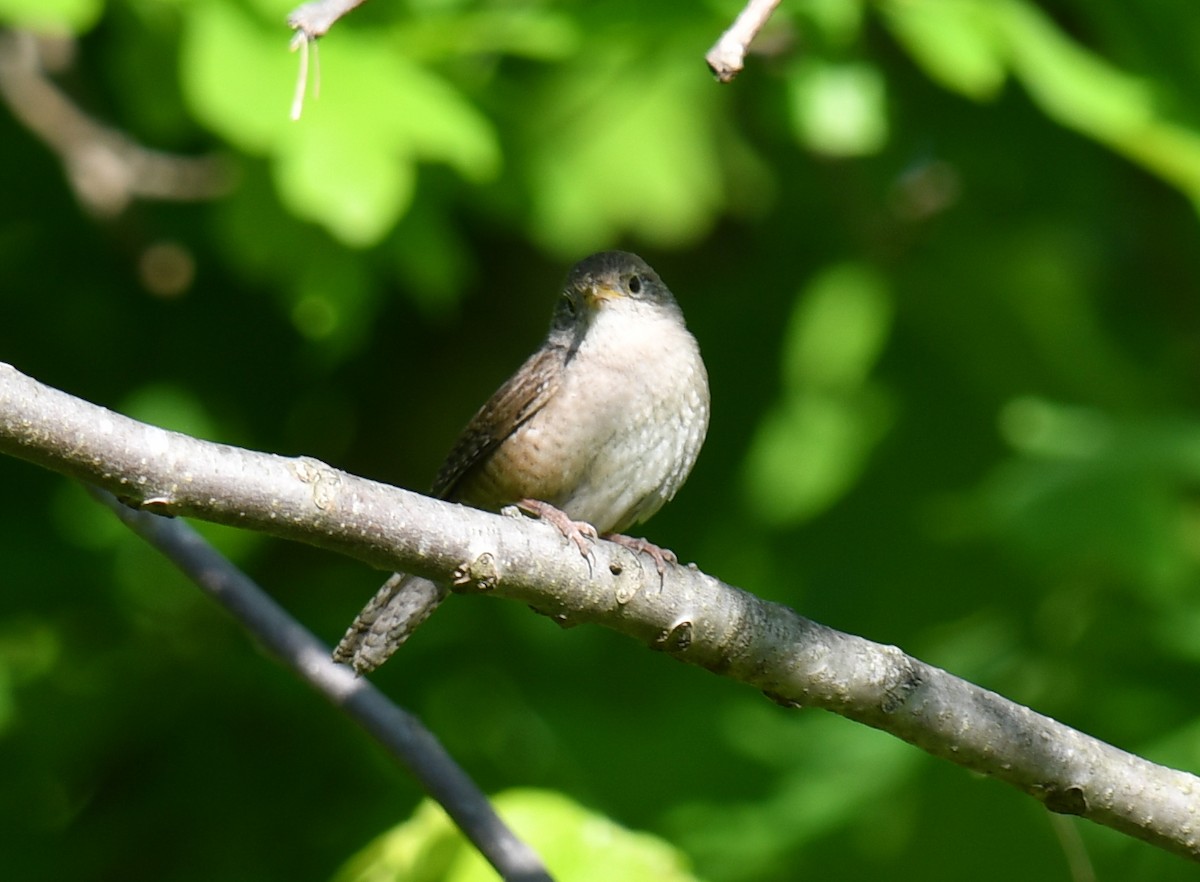 House Wren - Elaine Thomas