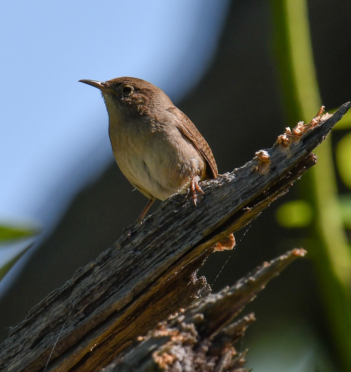 House Wren - Elaine Thomas