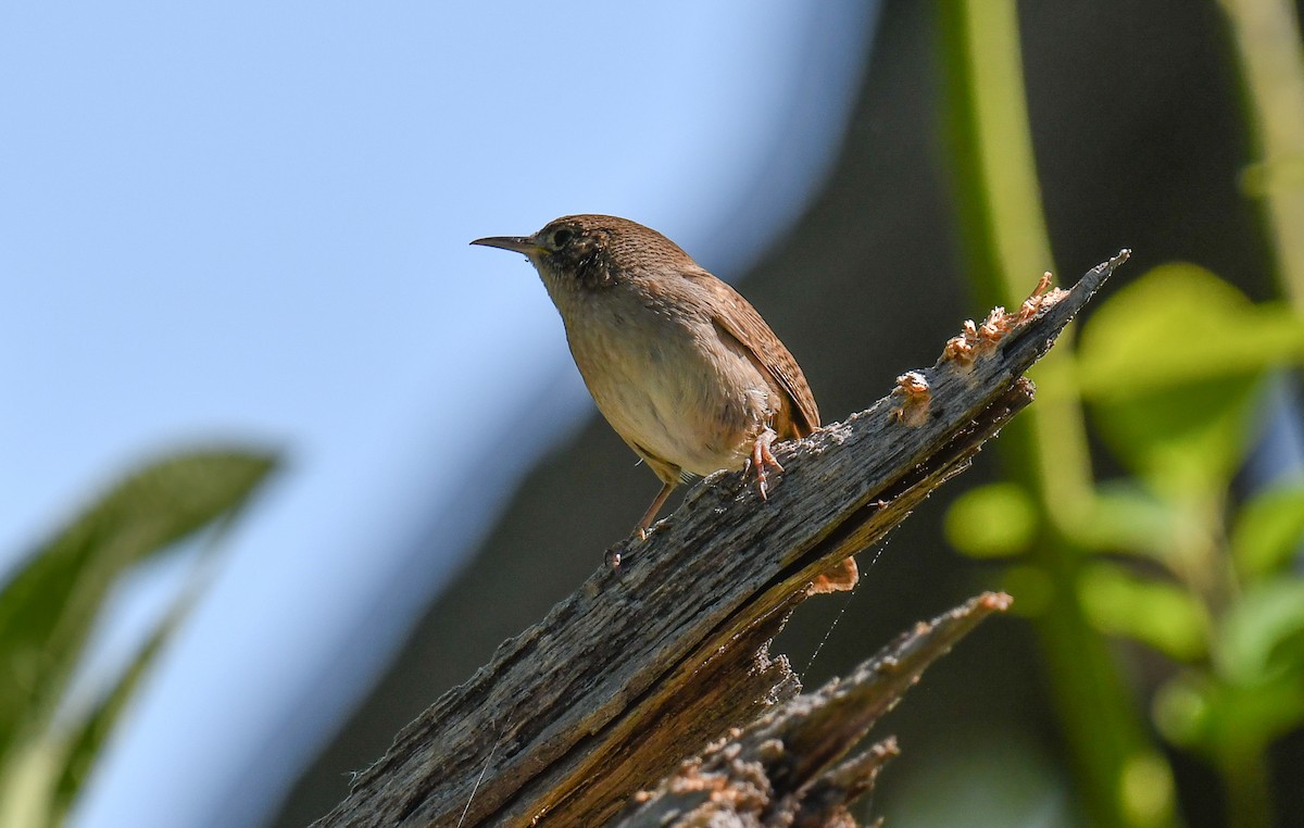 House Wren - Elaine Thomas