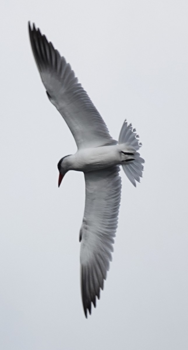 Caspian Tern - Alan Coates