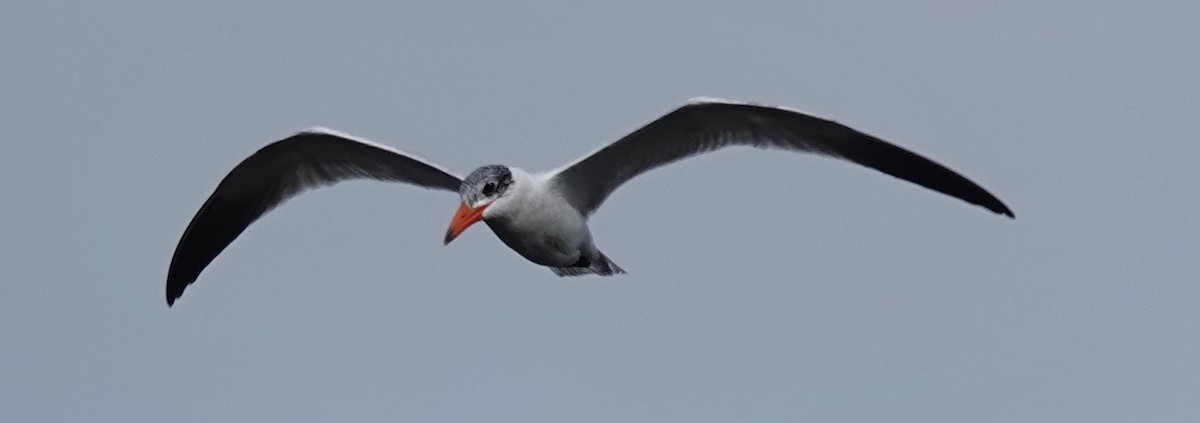 Caspian Tern - Alan Coates