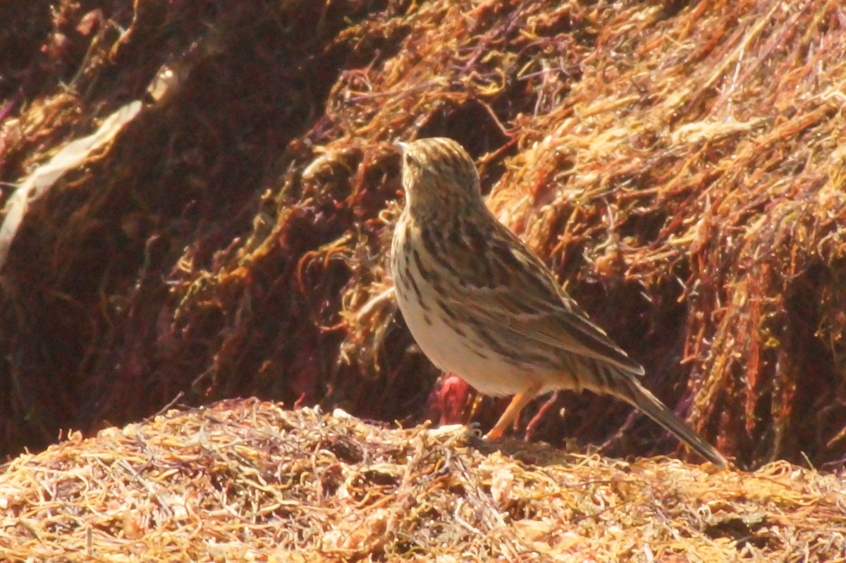 Correndera Pipit - Rodrigo Jorquera Gonzalez