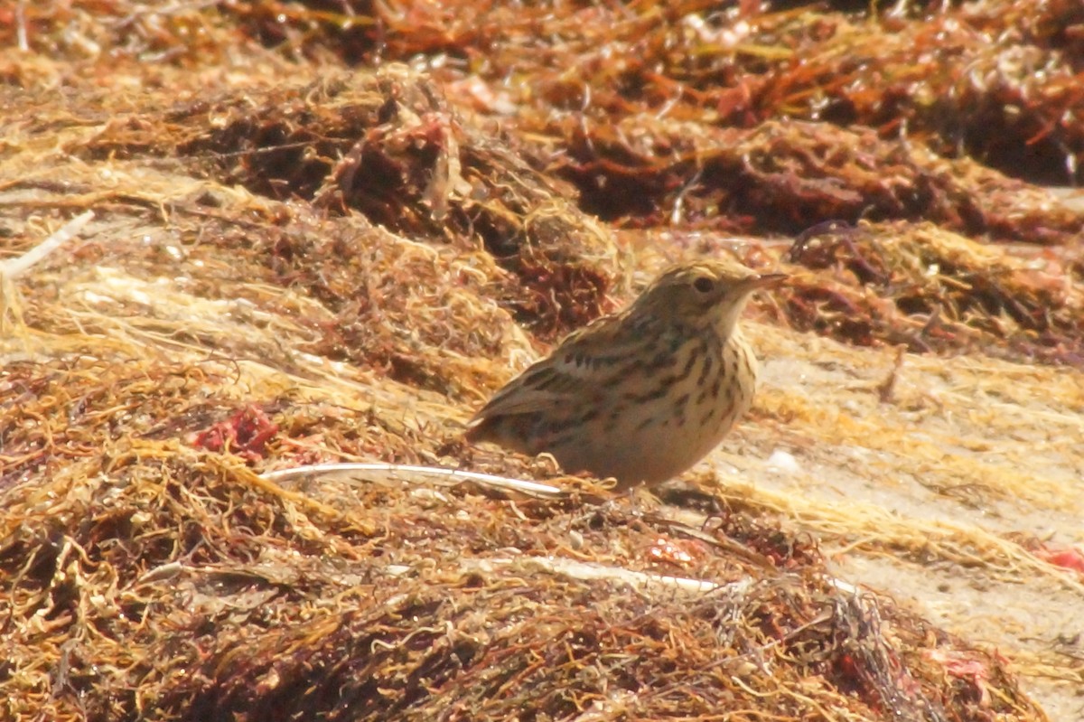 Correndera Pipit - Rodrigo Jorquera Gonzalez