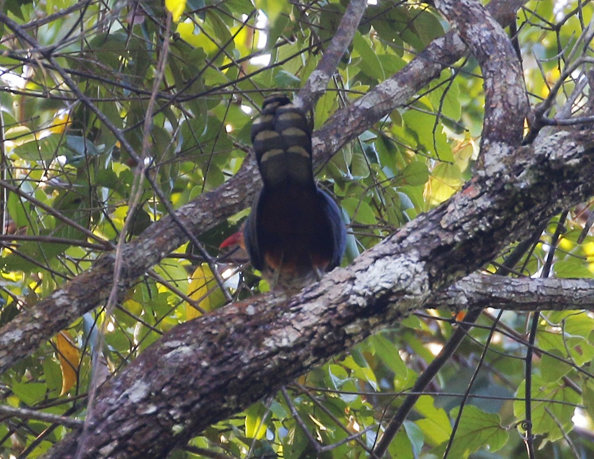 Red-billed Malkoha - Neoh Hor Kee