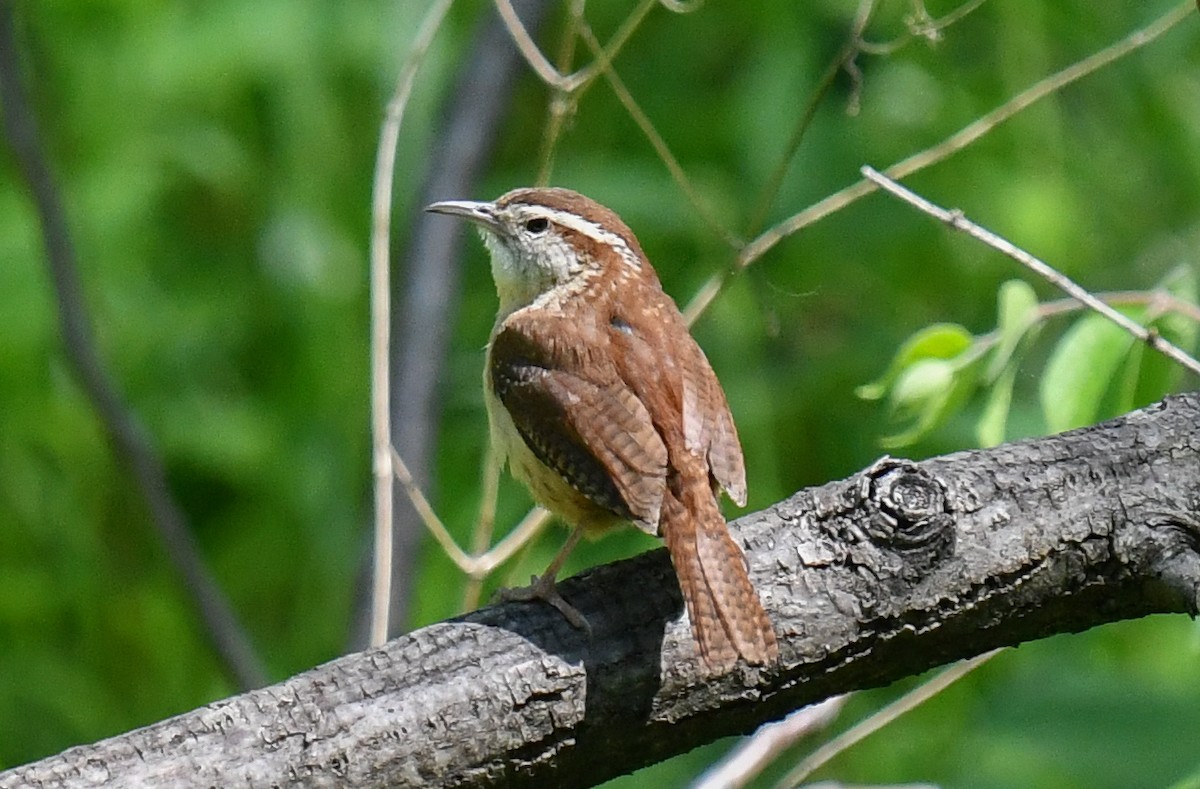 Carolina Wren - Elaine Thomas