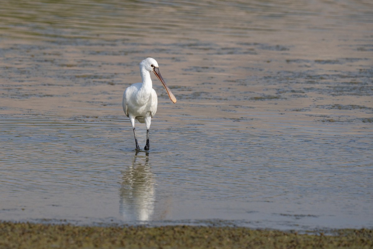 Eurasian Spoonbill - Jeff Kingma