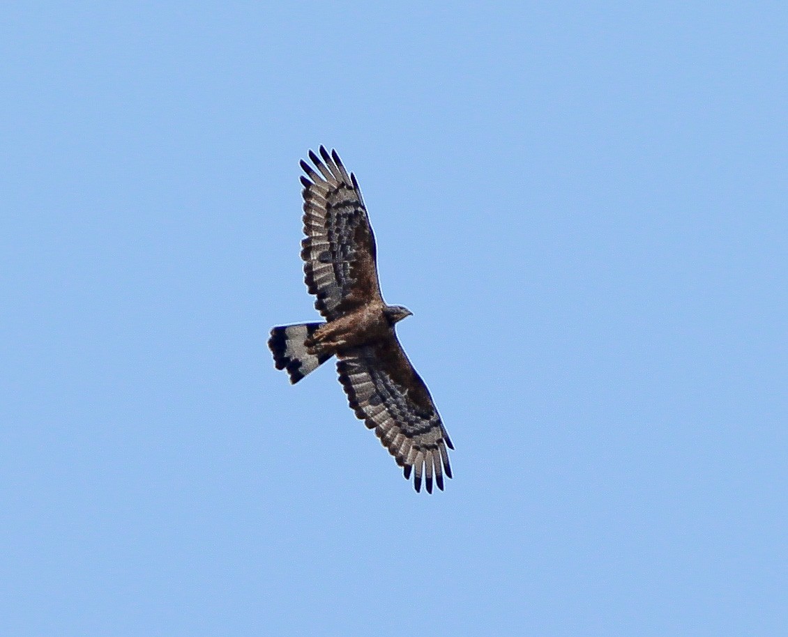 Oriental Honey-buzzard - Neoh Hor Kee