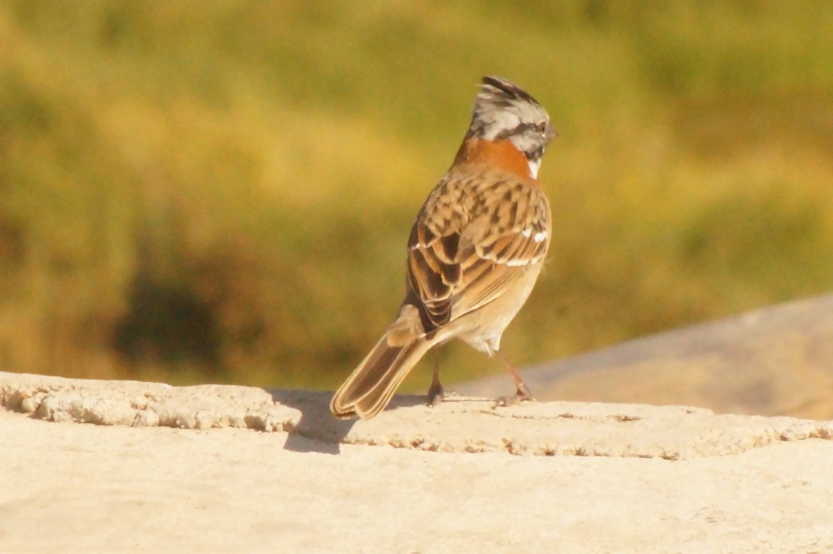 Rufous-collared Sparrow - Rodrigo Jorquera Gonzalez