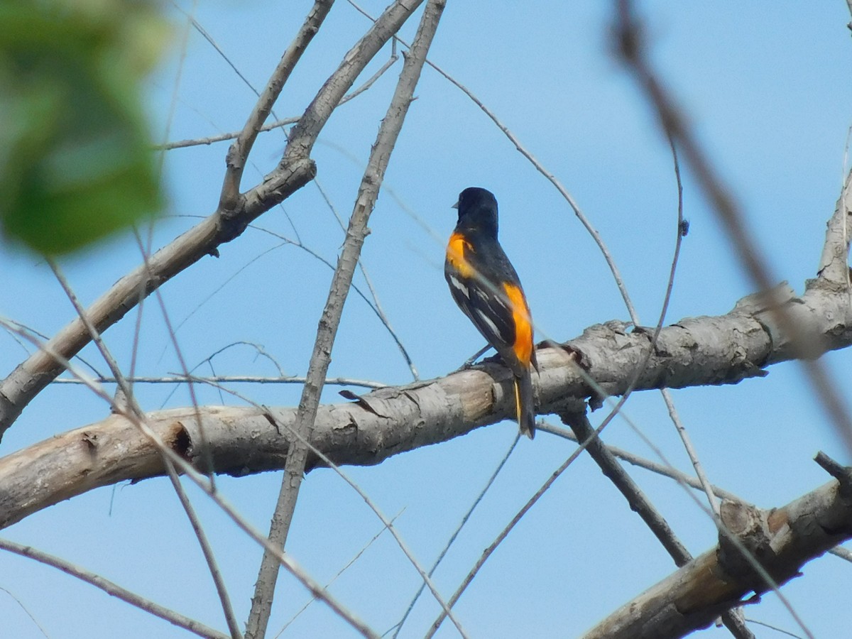 Baltimore Oriole - Cenaida Moncada