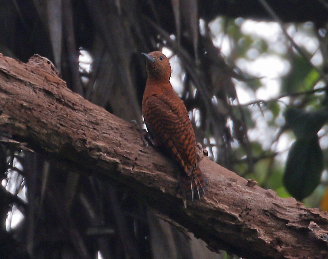 Rufous Woodpecker - Neoh Hor Kee