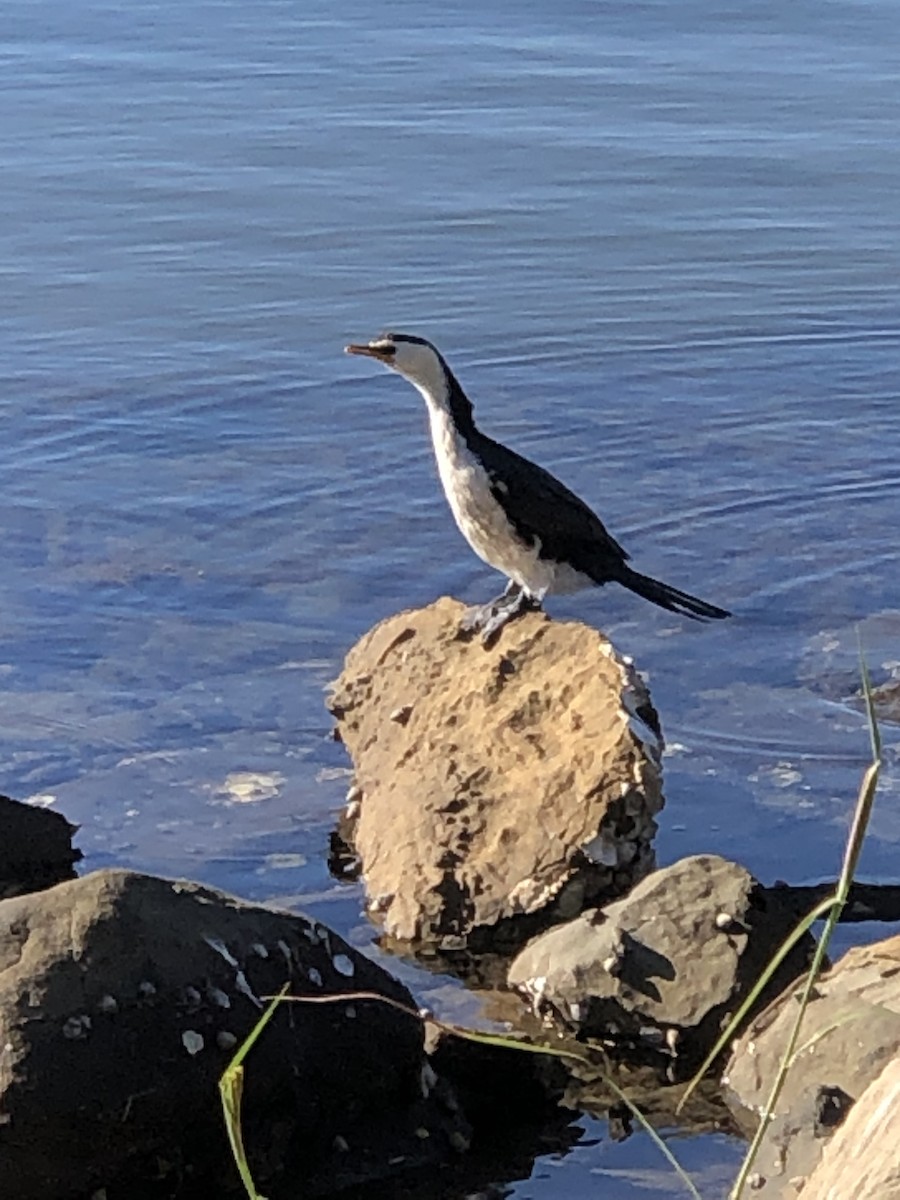 Little Pied Cormorant - Ian Nicholson