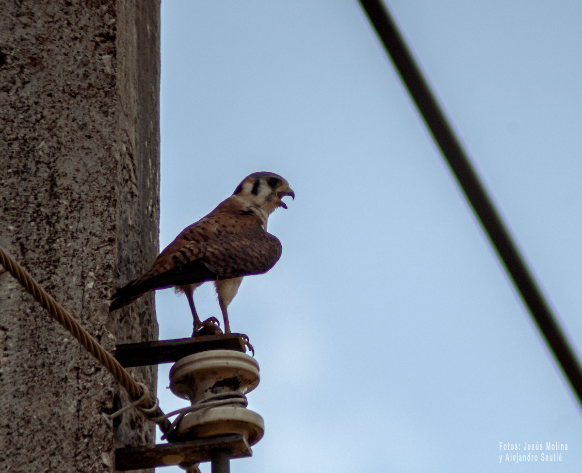 American Kestrel - Alejandro Sautié Viera