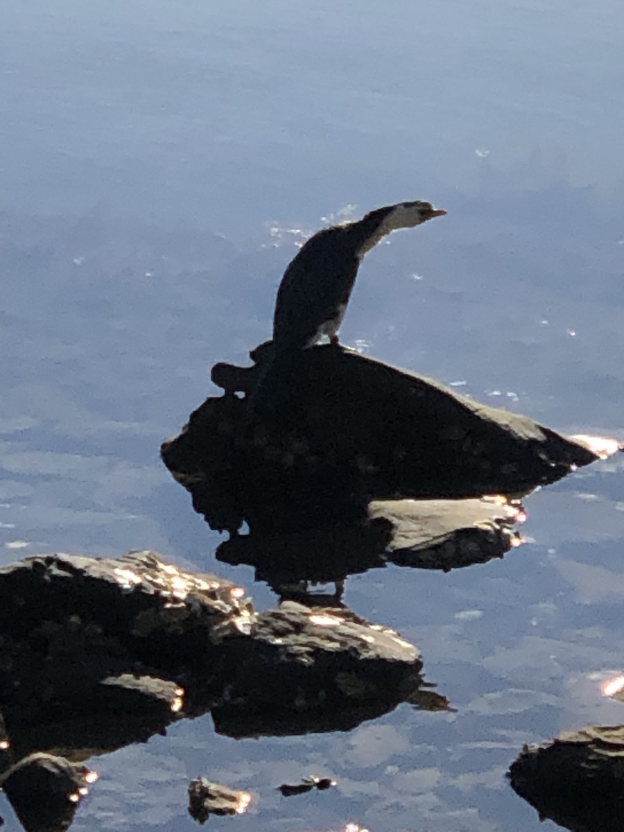 Little Pied Cormorant - Ian Nicholson