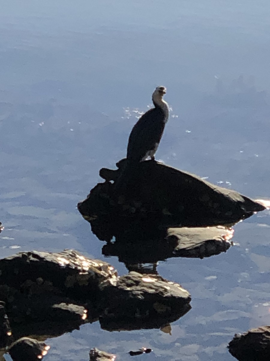 Little Pied Cormorant - Ian Nicholson