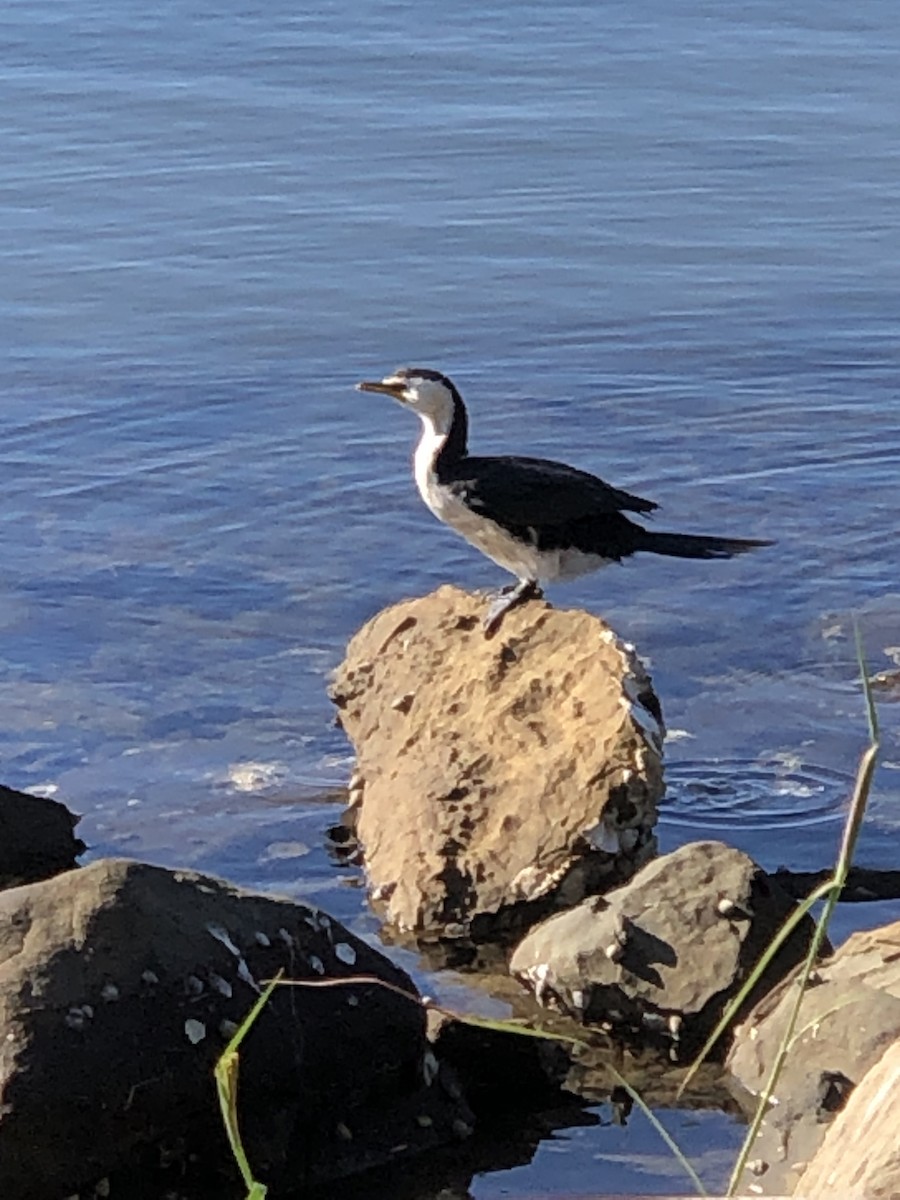 Little Pied Cormorant - Ian Nicholson