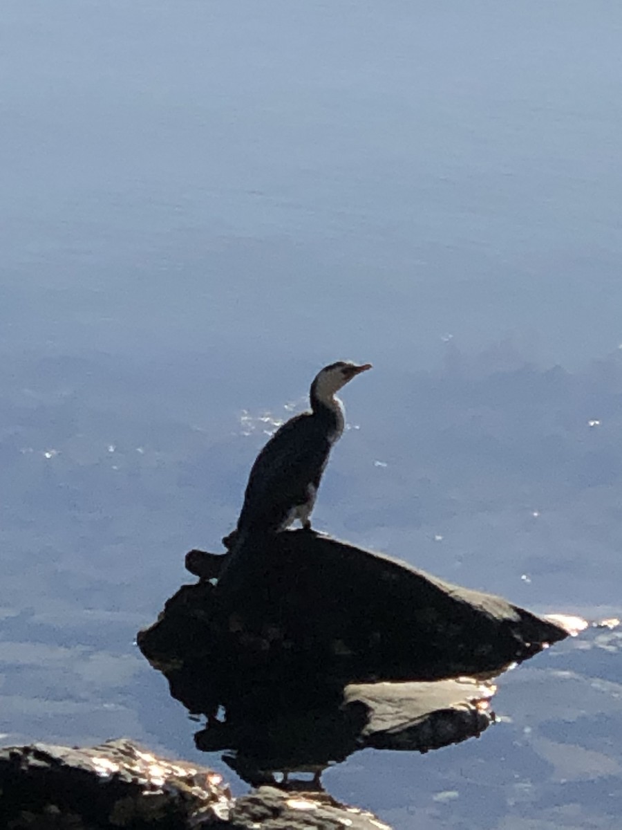 Little Pied Cormorant - Ian Nicholson