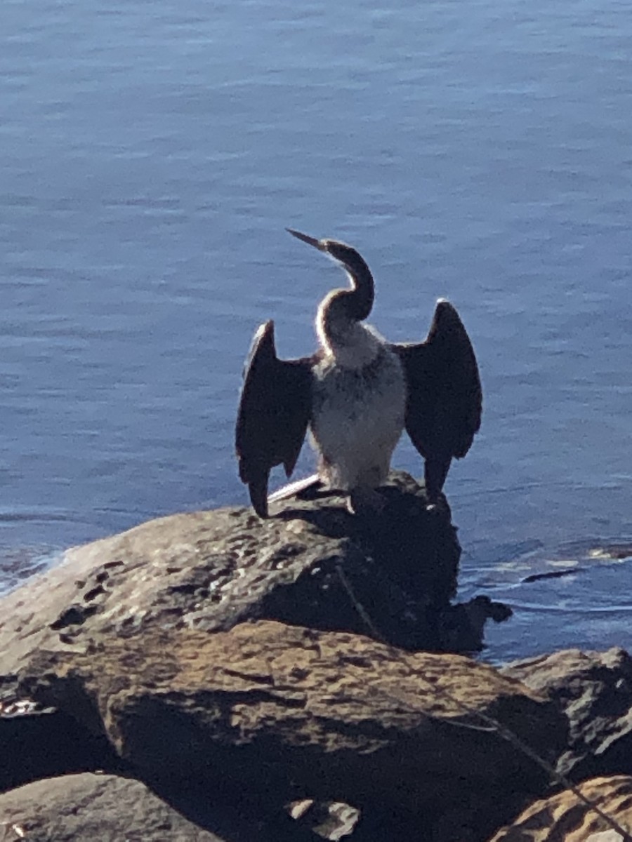 Little Pied Cormorant - Ian Nicholson