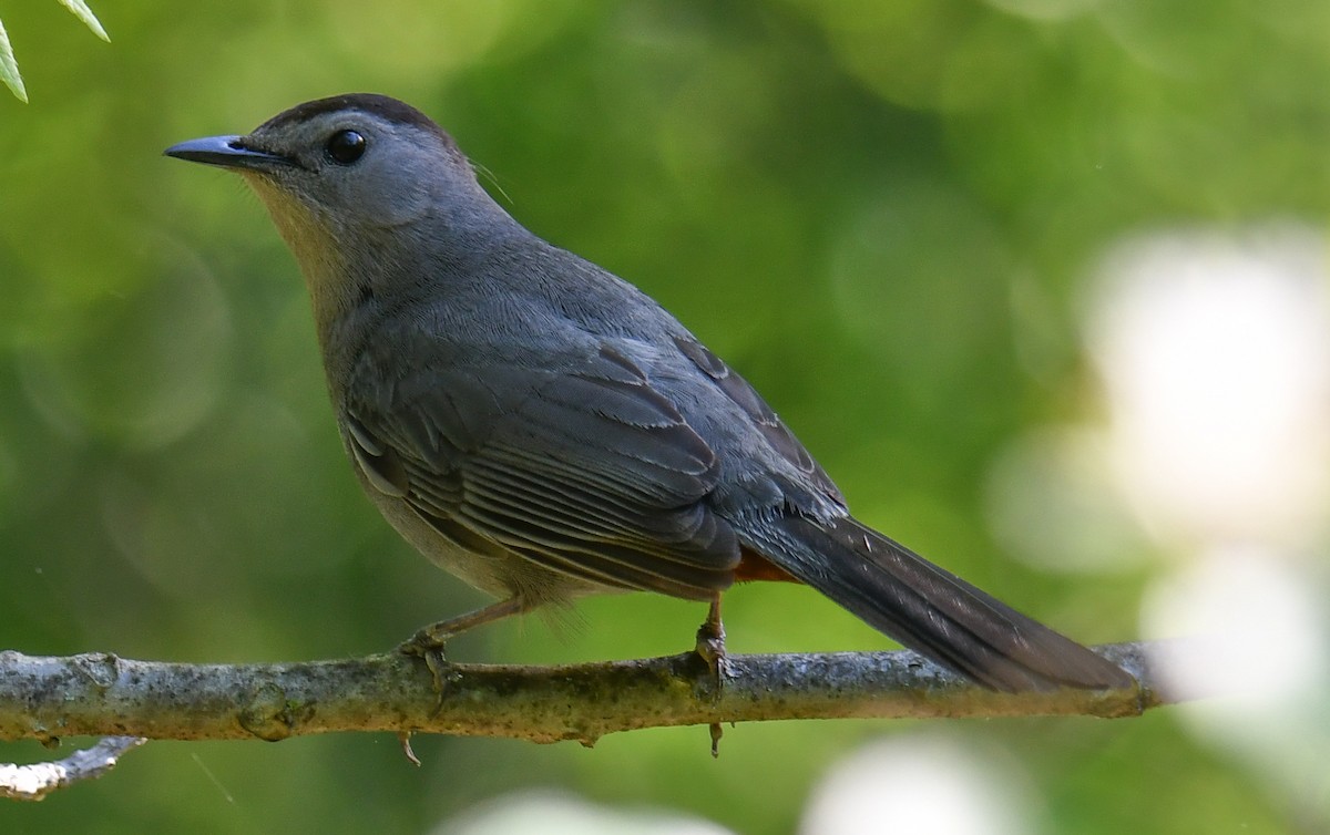 Gray Catbird - Elaine Thomas