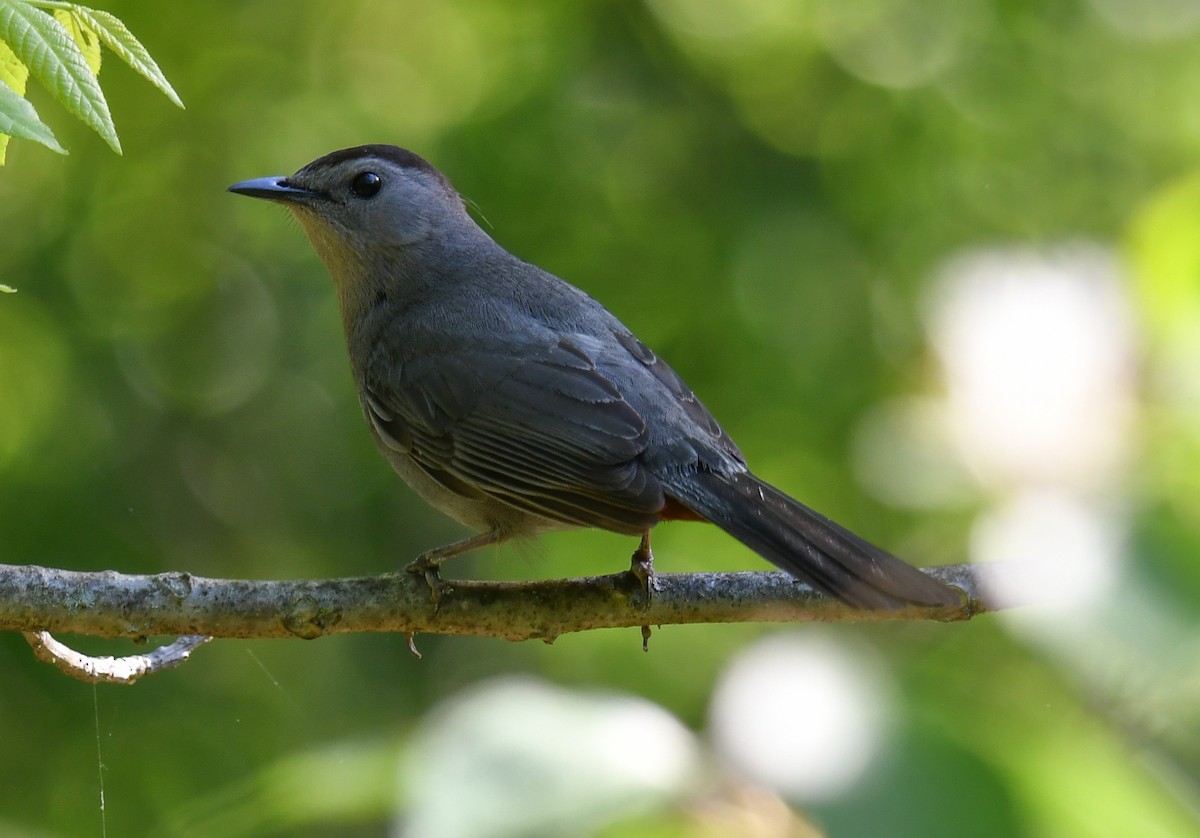 Gray Catbird - Elaine Thomas