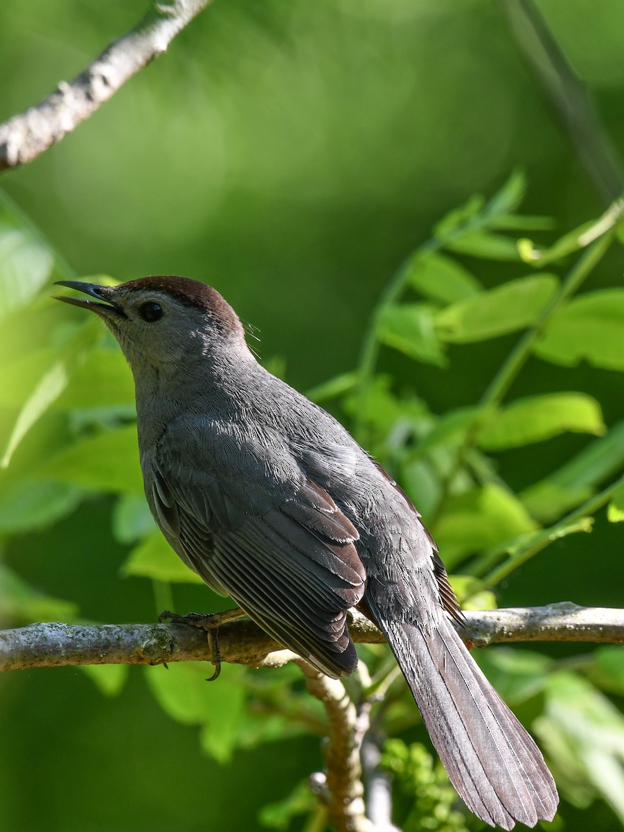 Gray Catbird - Elaine Thomas