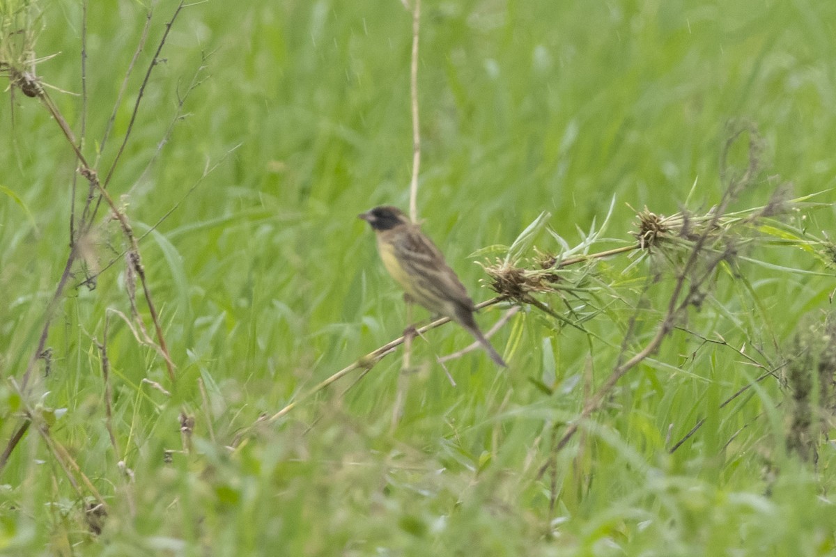 Yellow-breasted Bunting - Goose Way