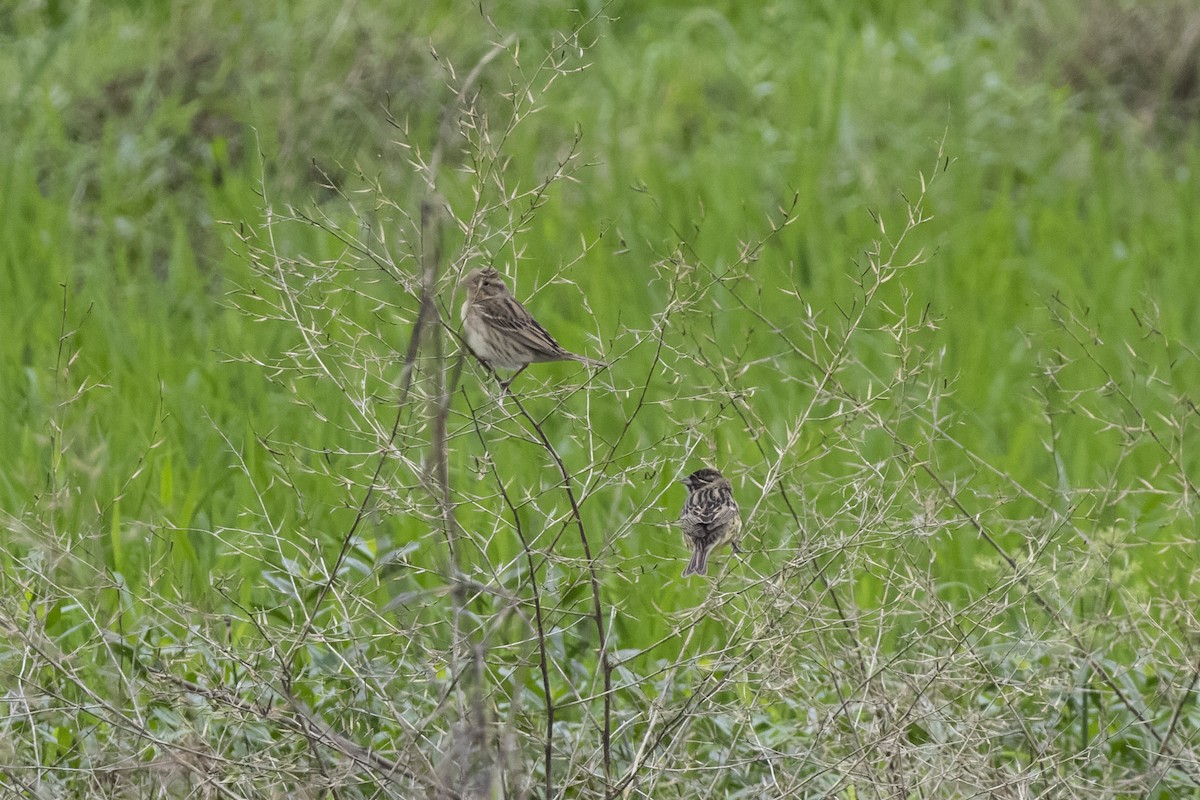 Yellow-breasted Bunting - Goose Way