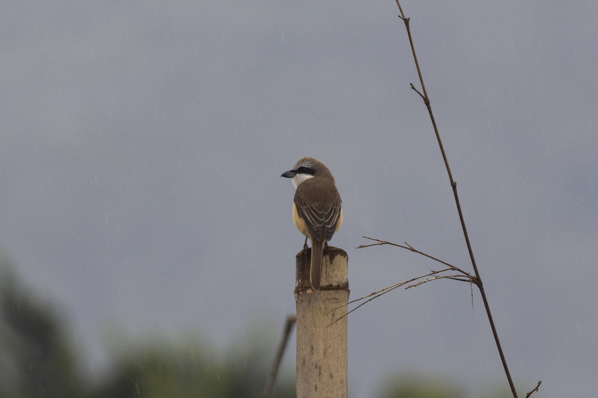 Brown Shrike - Goose Way