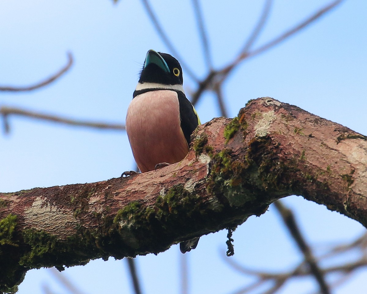 Black-and-yellow Broadbill - Neoh Hor Kee