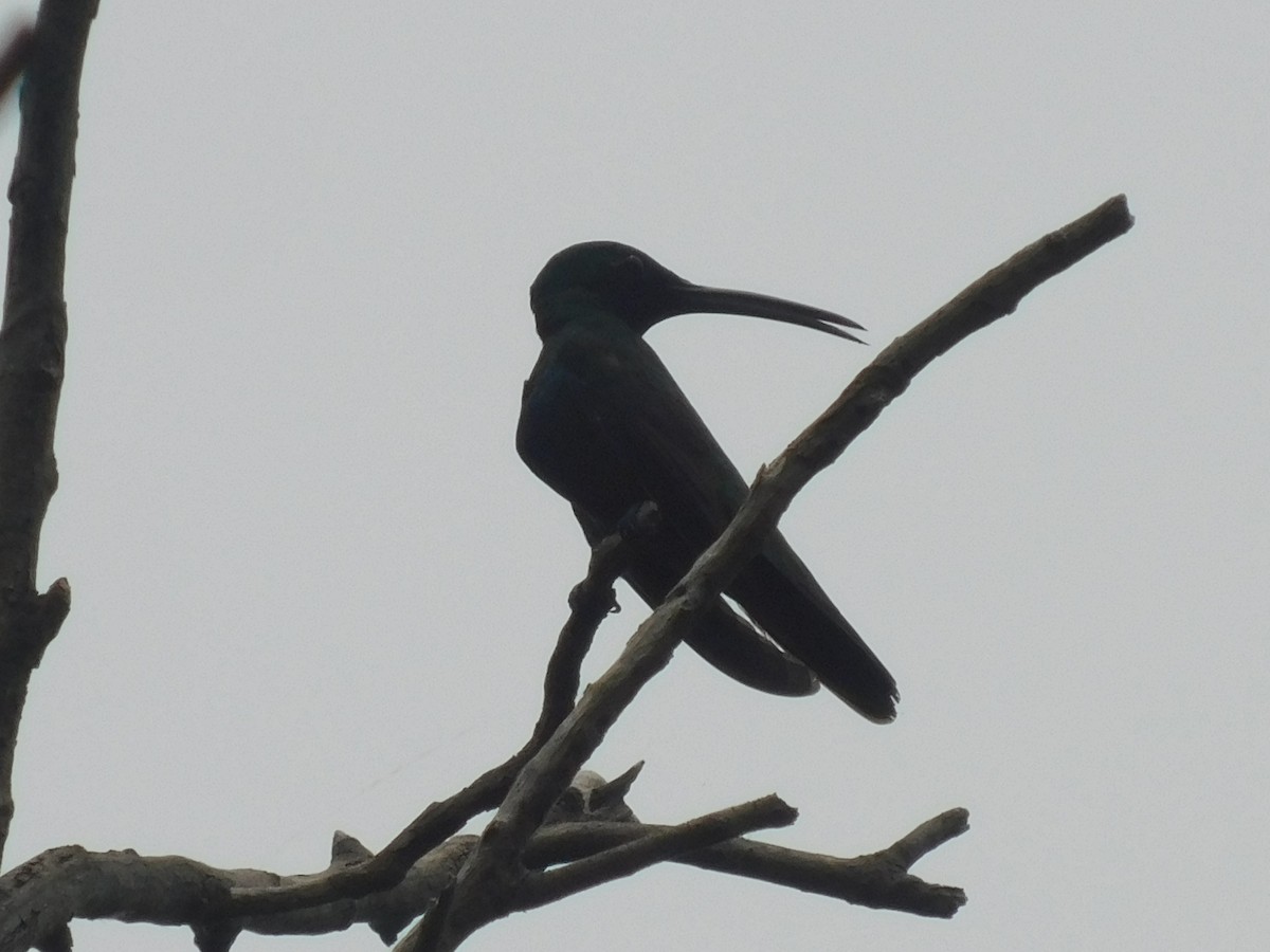 Green-breasted Mango - Cenaida Moncada