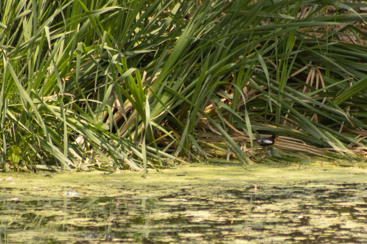 Black-backed Oriole - ML618873621